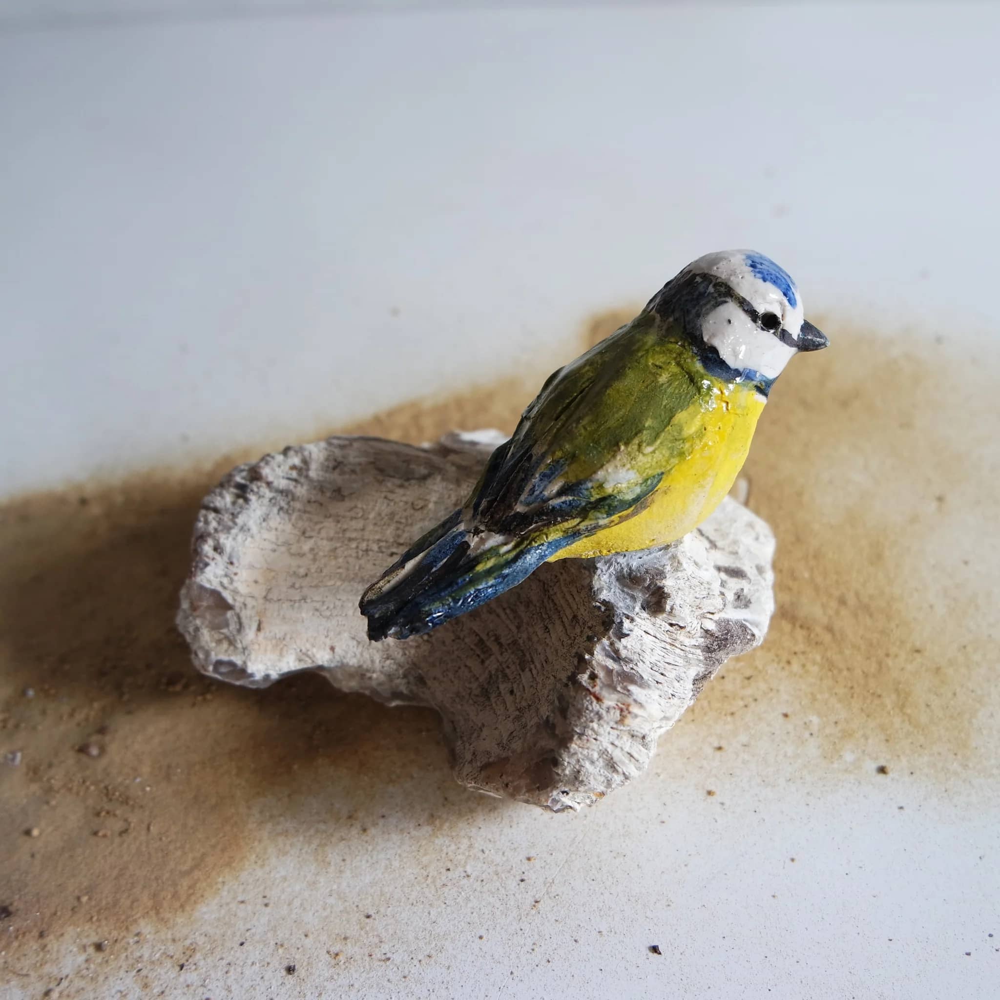 Mésange bleue sur pierre fossile (grès) image principale