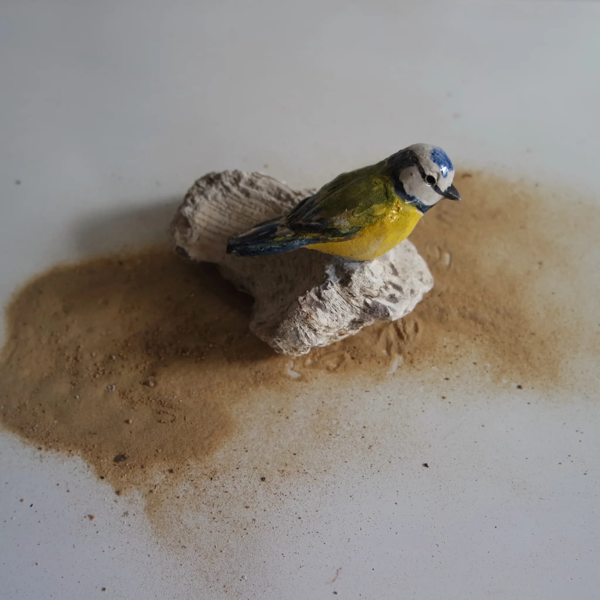 Mésange bleue sur pierre fossile (grès) image 3