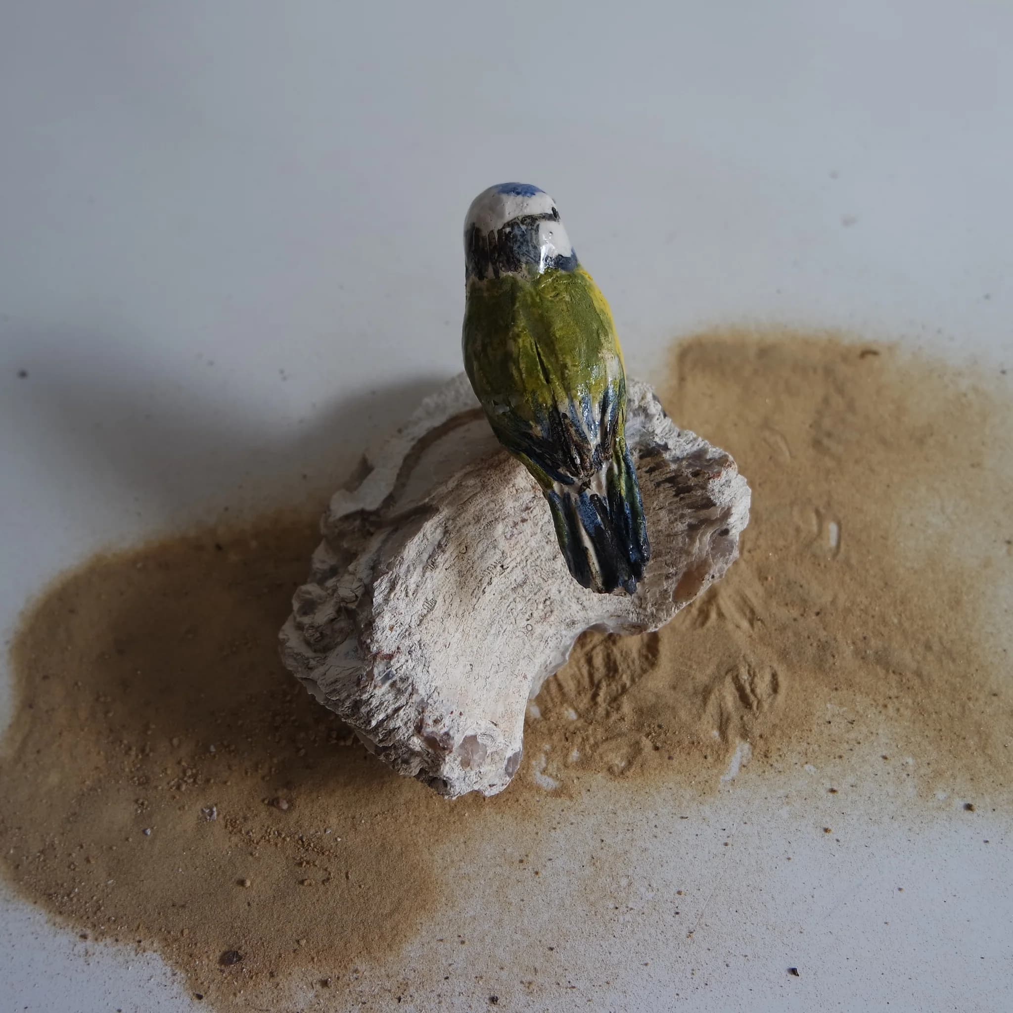 Mésange bleue sur pierre fossile (grès) image 4